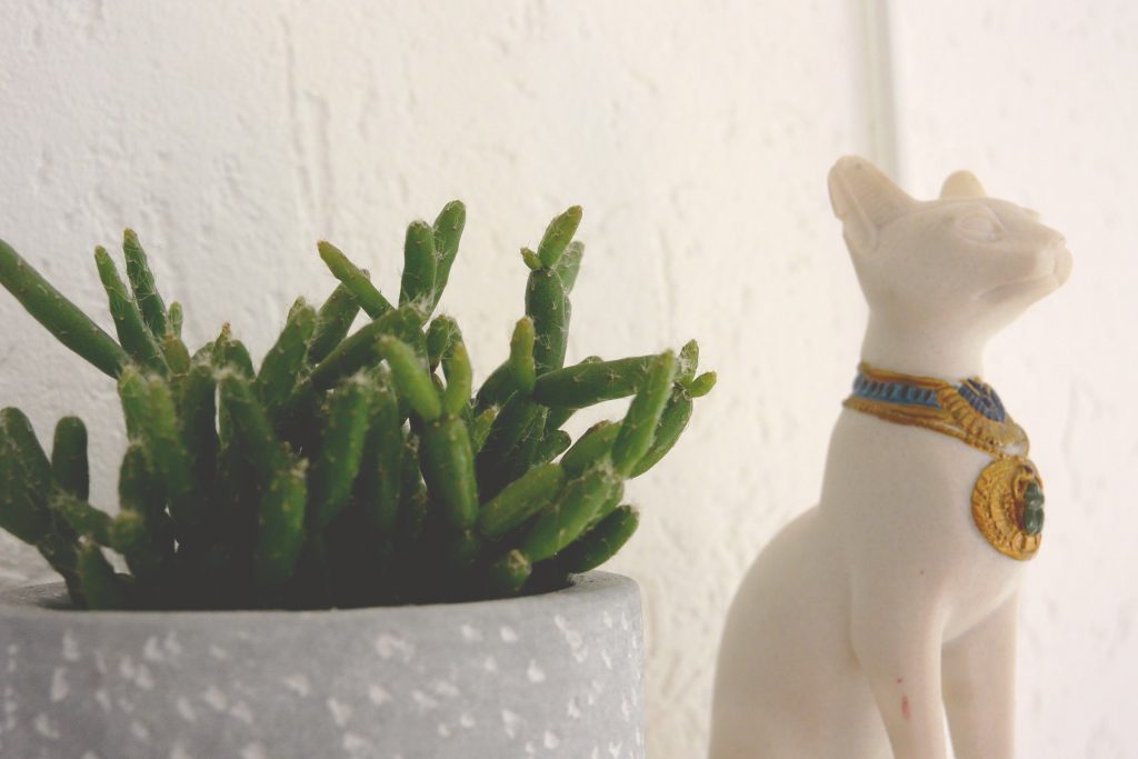 Succulente et chat d'Egypte