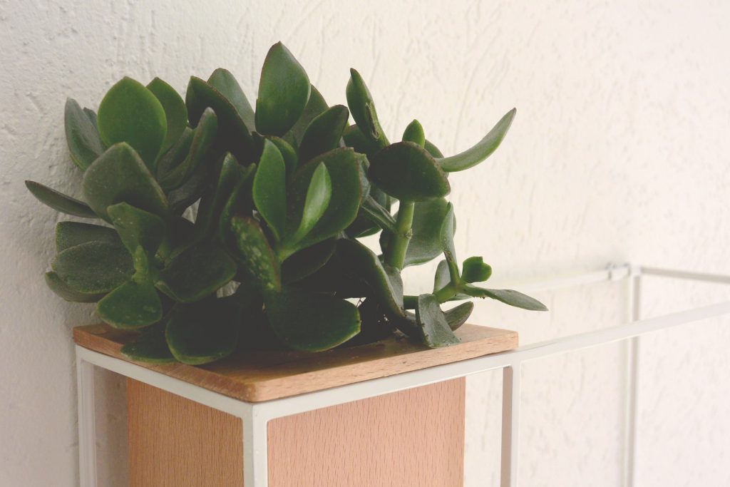 Plante succulente sur étagère Umbra