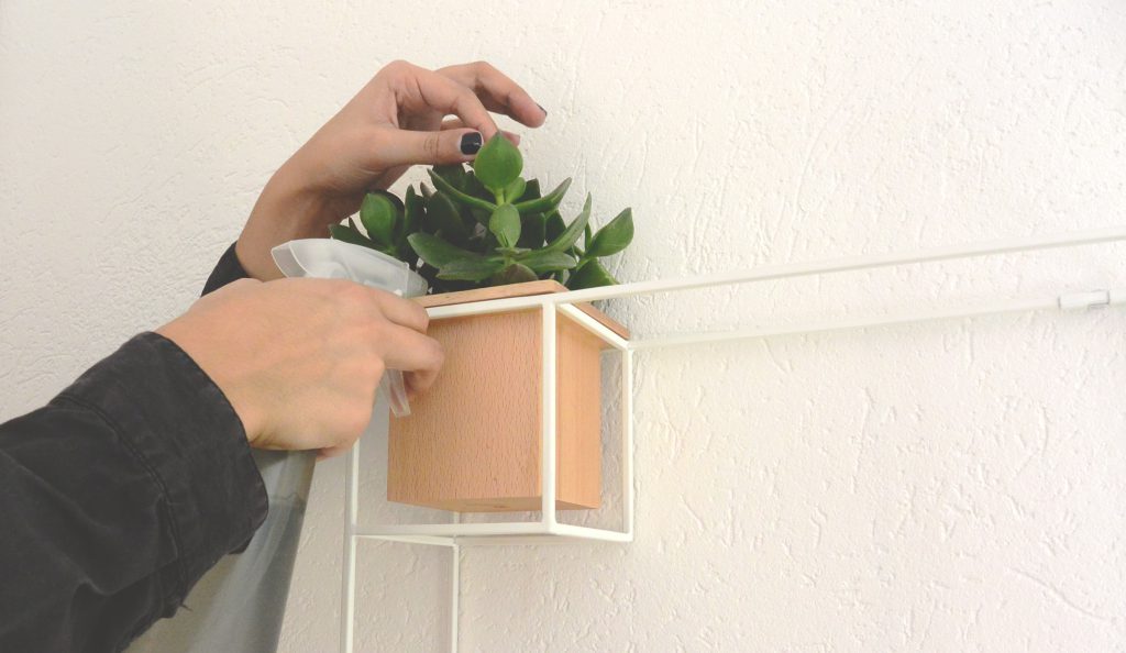 Plante succulente