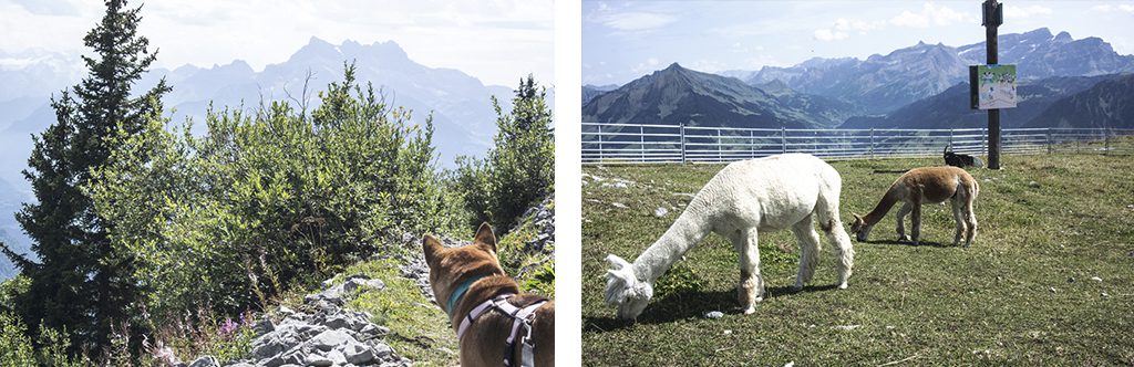Descente de la Berneuse à Leysin