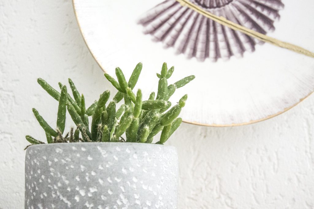 Décoration murale et mini cactus