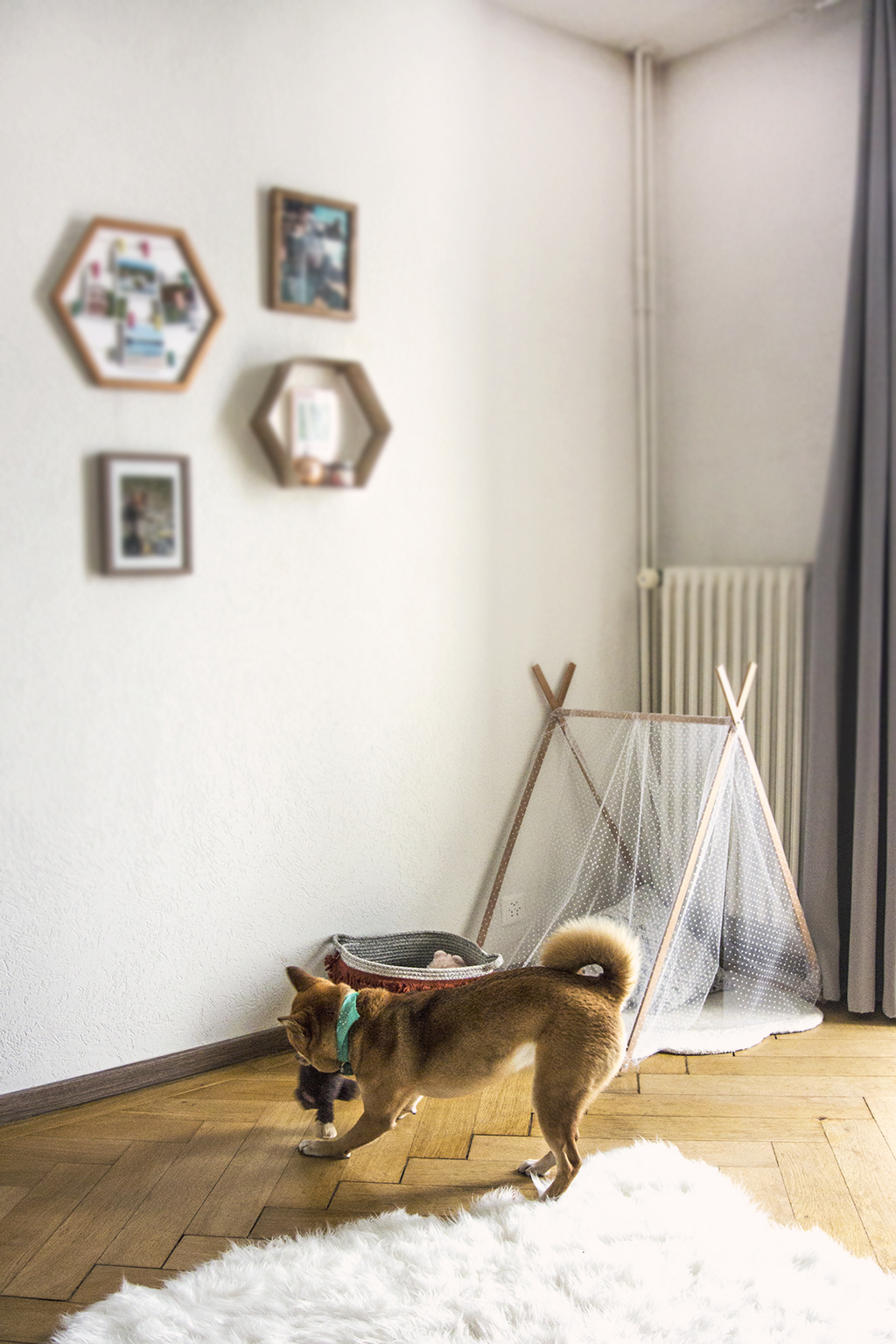 Panier à jouets pour chien