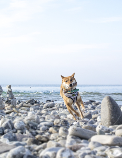 Shiba inu – Kitsune