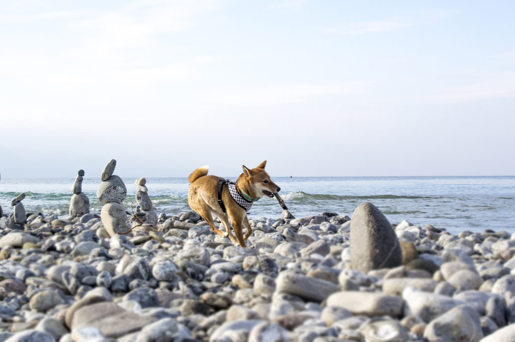 Kitsune bord du lac