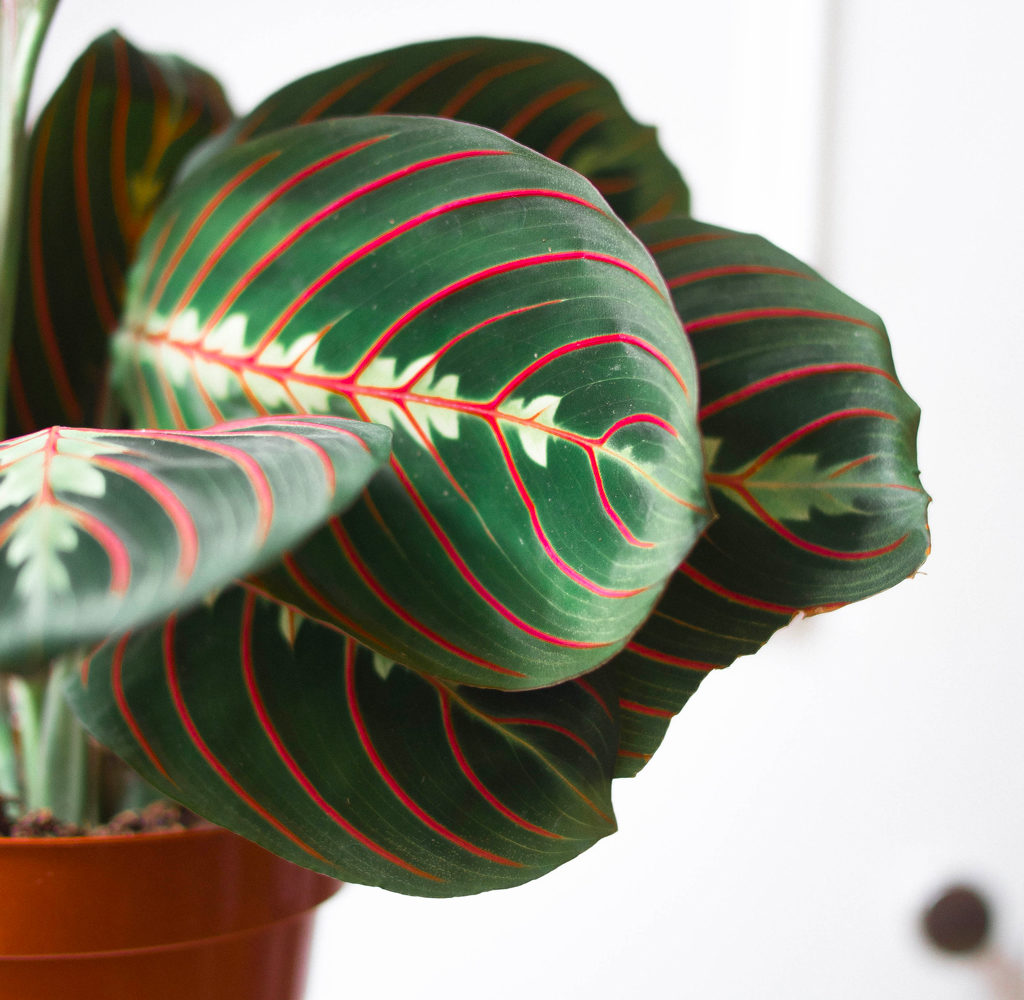Maranta feuillage