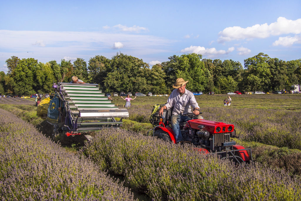 Fermiers Mayfield Lavender Farm