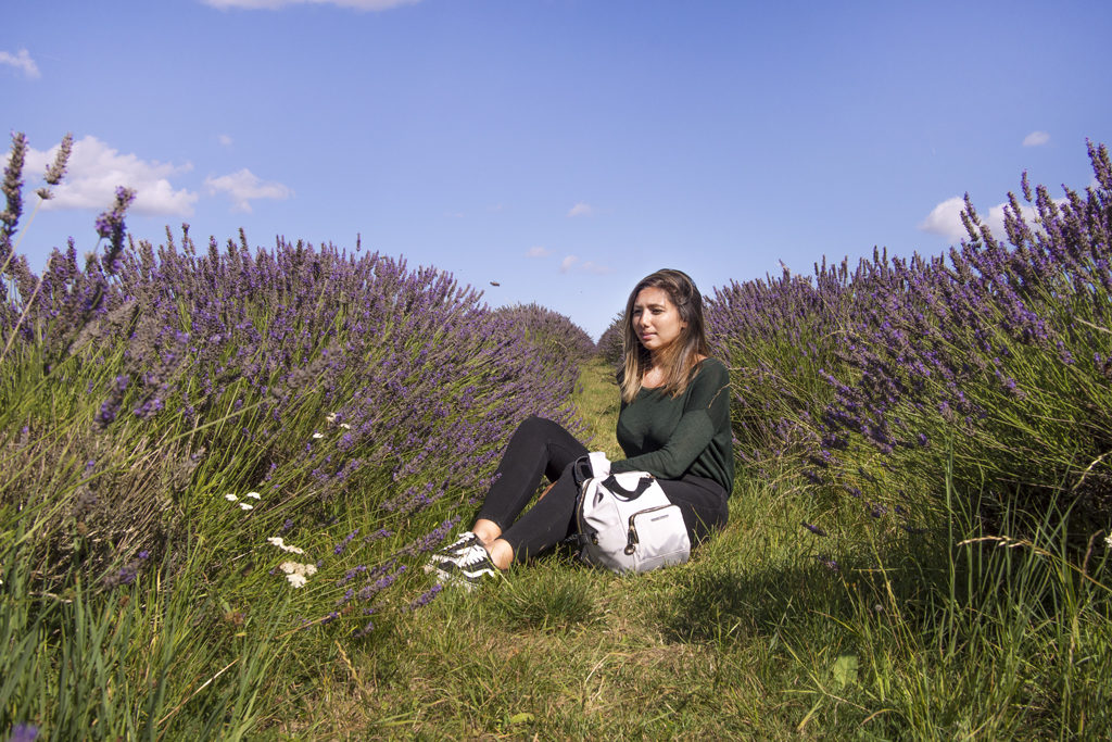 Mayfield Lavender Farm Horeo