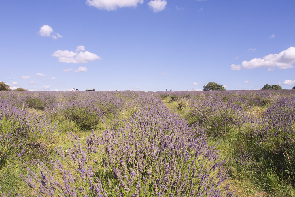 Mayfield Lavender Farm