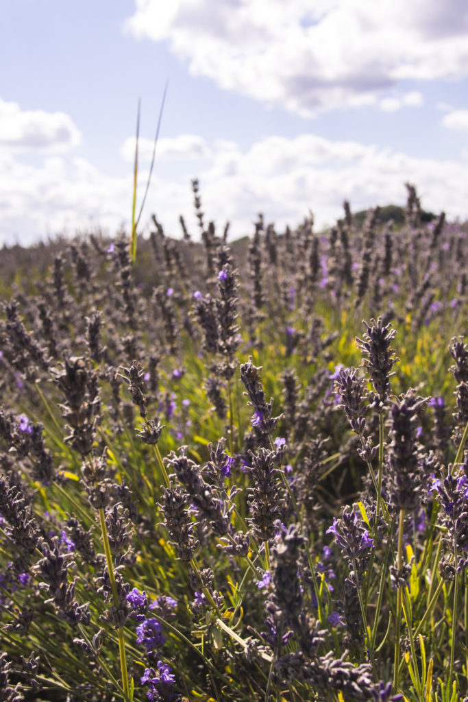 Mayfield Lavender Farm