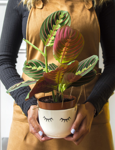 Entretien d'un marenta