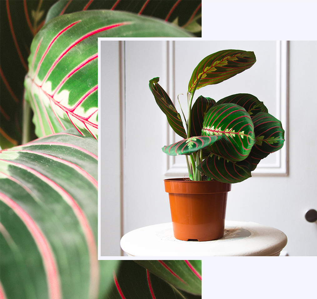 Maranta