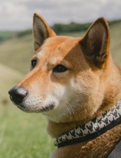 Adopter un shiba inu
