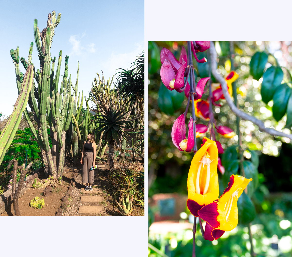 Jardin botanique de Funchal