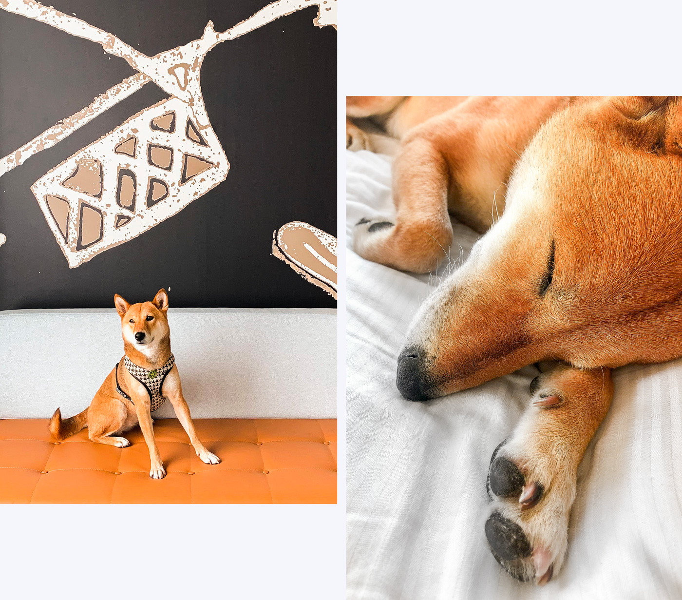 Hotel avec un chien aux pays-bas