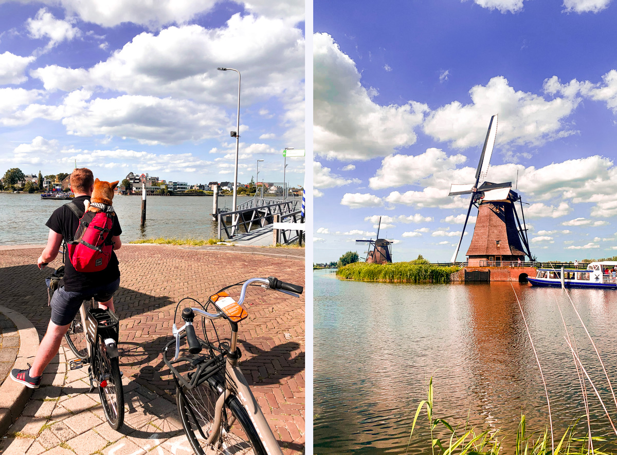 kinderdijk avec un chien