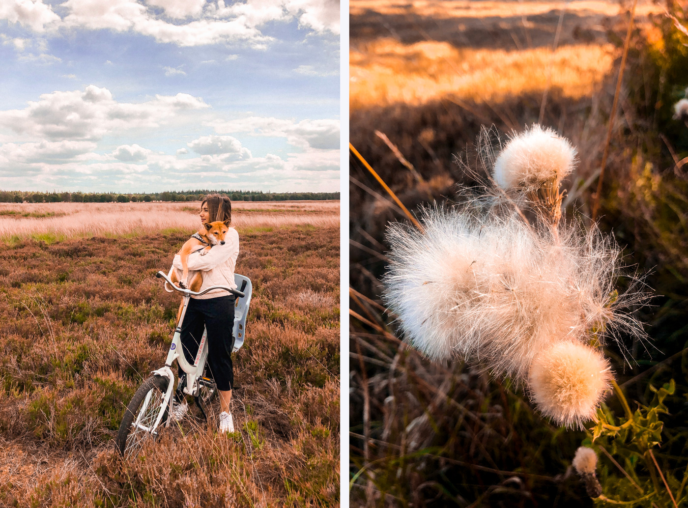 Hoge Veluwe avec un chien