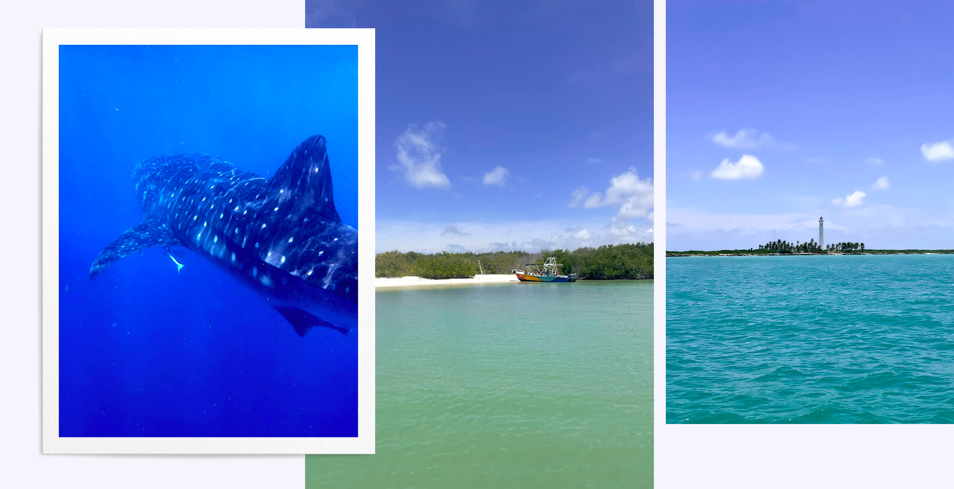 Nager avec des requins baleine à Holbox