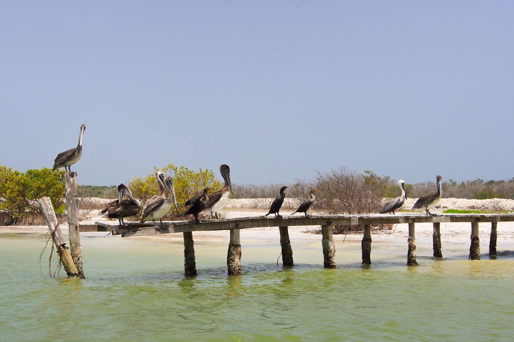 Pélican à Rio Lagartos