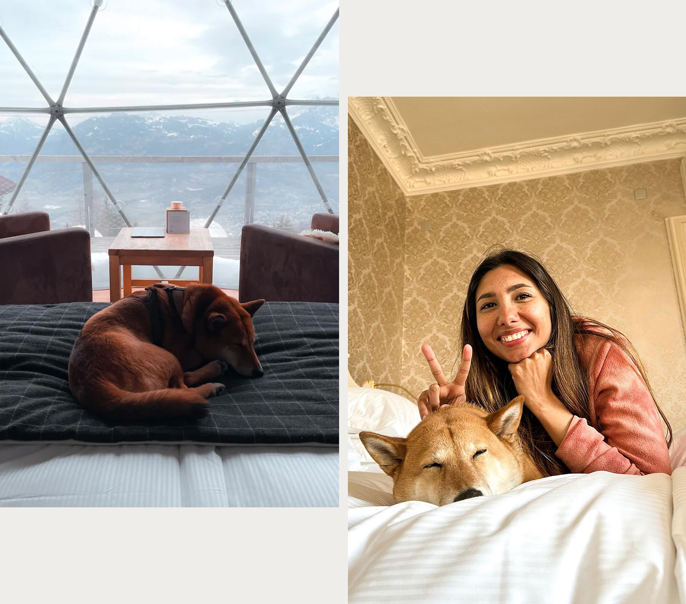 Séjourner à l'hotel avec un chien en Suisse