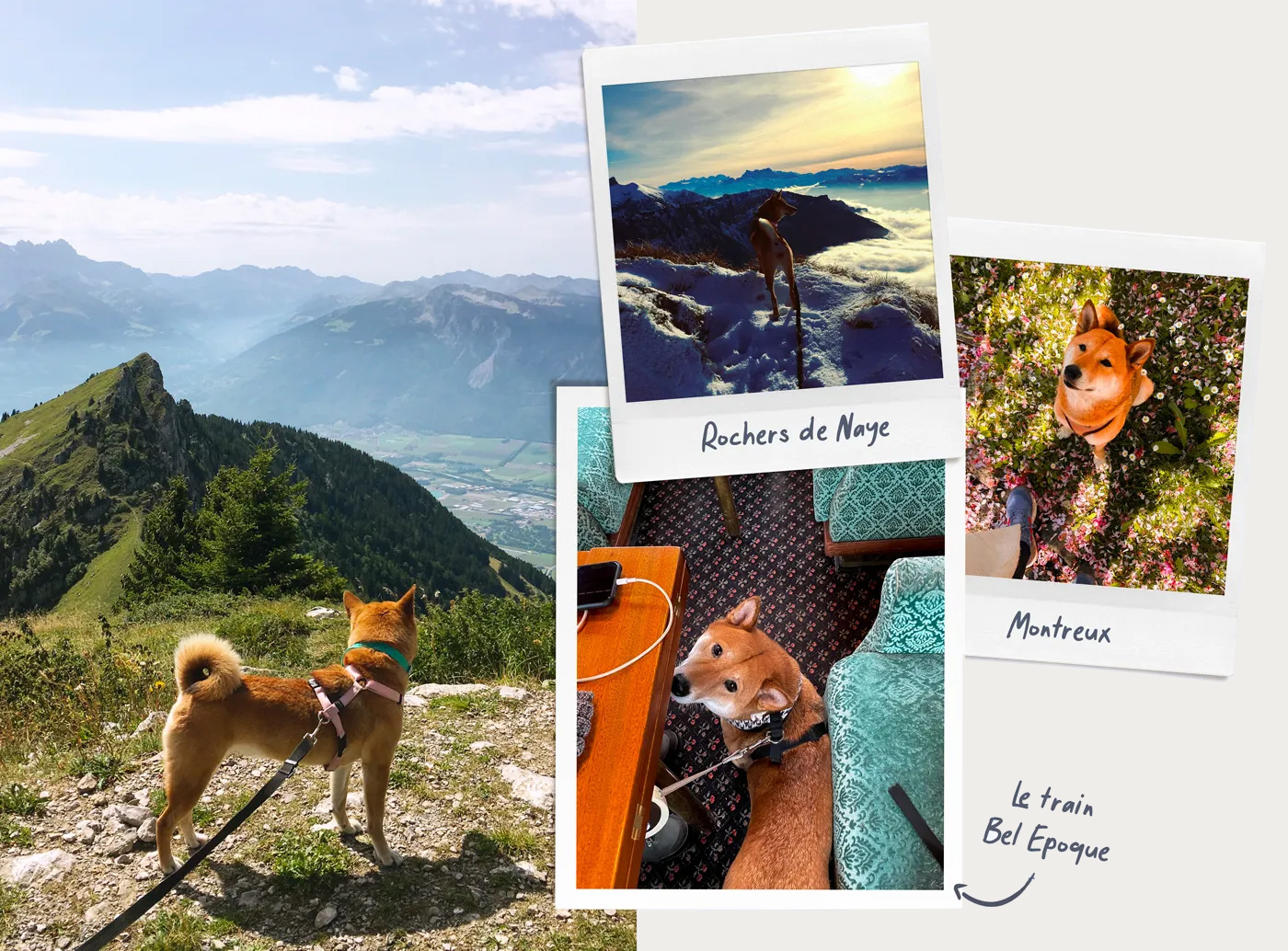 Voyager en Suisse avec un chien