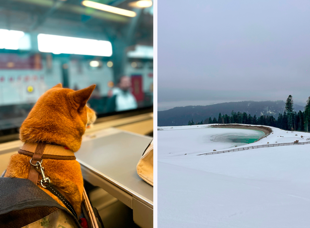 Voyager en Autriche avec un chien