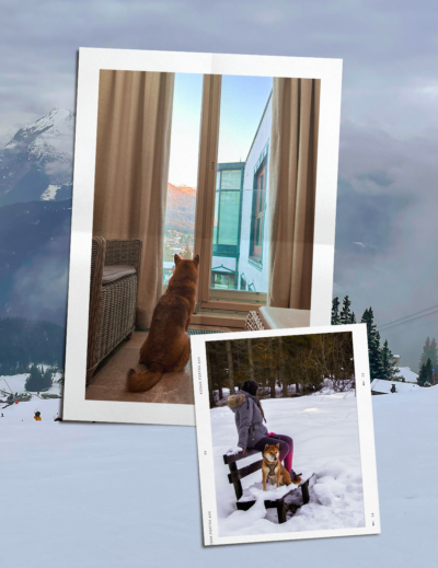 Visiter l'Autriche avec un chien
