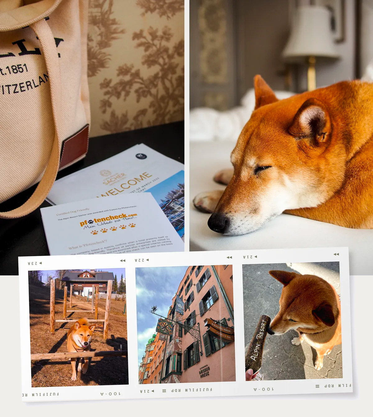 Kitsune à l'hotel Sacher Resort de Seefeld in Tirol. Hotel 5 étoiles pour chien avec le label pfotencheck.