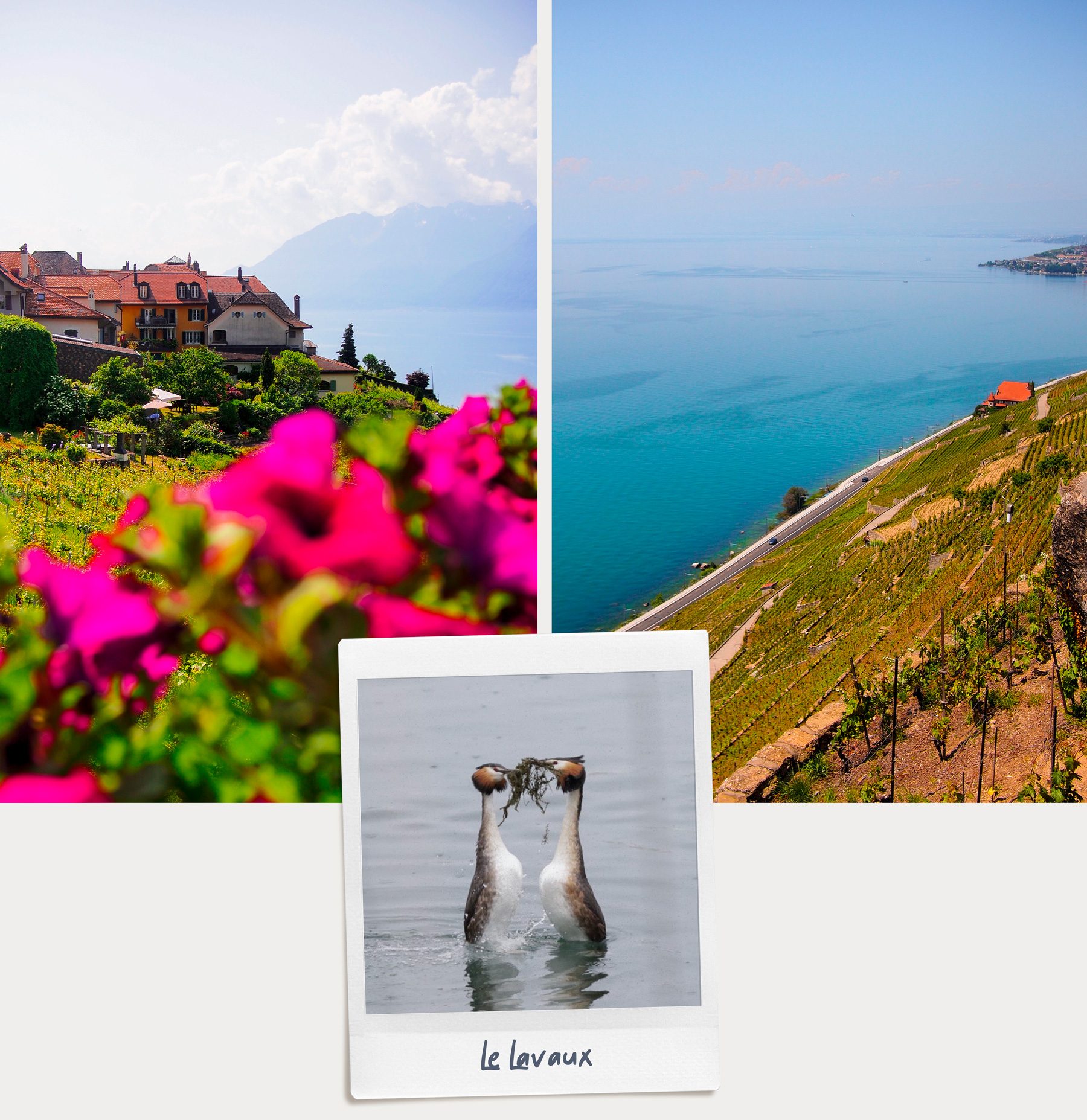 Randonnée dans les terrasses du Lavaux
