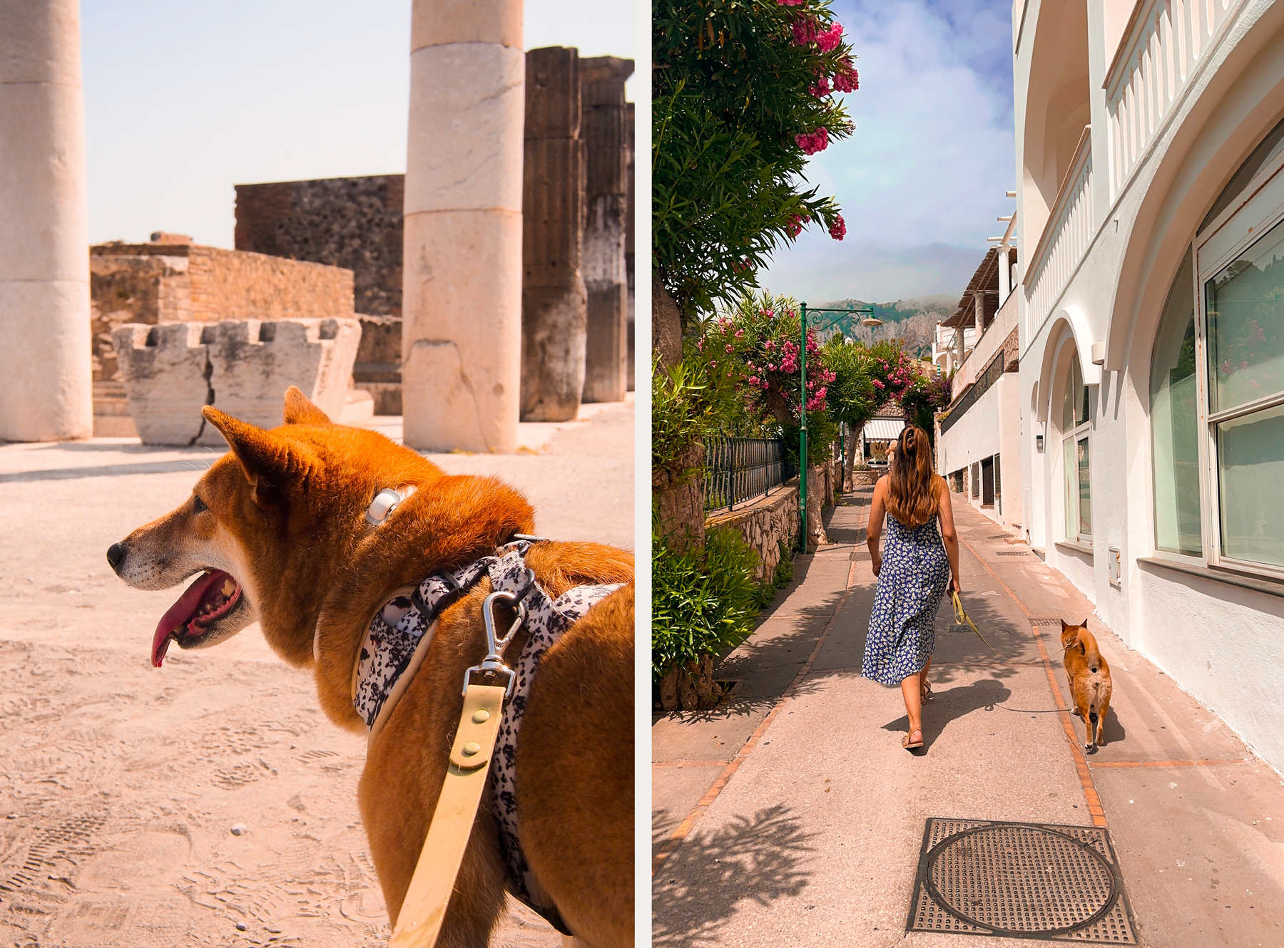 Visiter Pompeii avec un chien