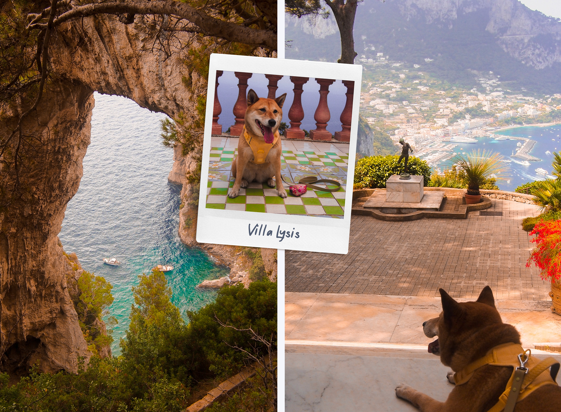 Villa Lysis à Capri avec un chien