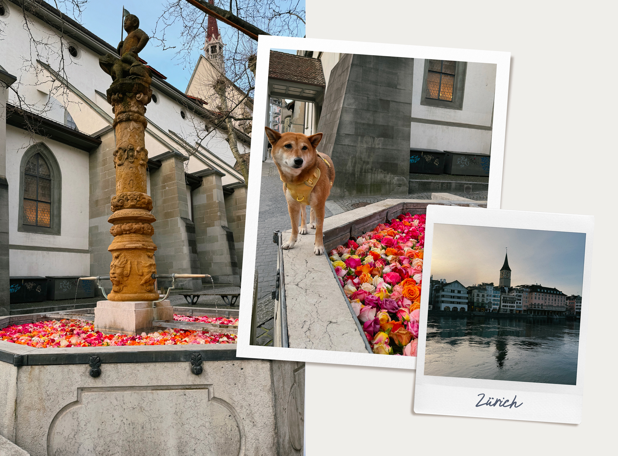 Fontaines de roses à Zähringerplatz (Zürich)