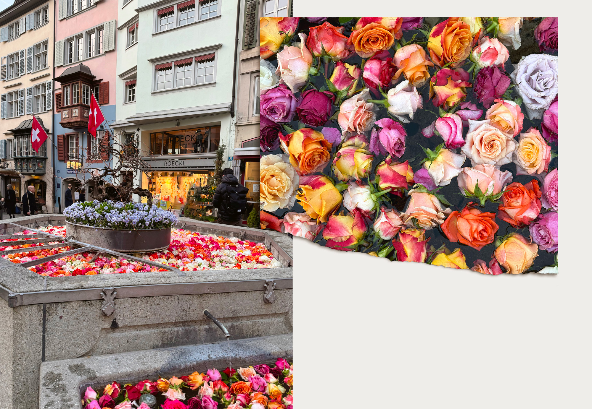 Fontaines de roses à Münzplatz (Zürich)