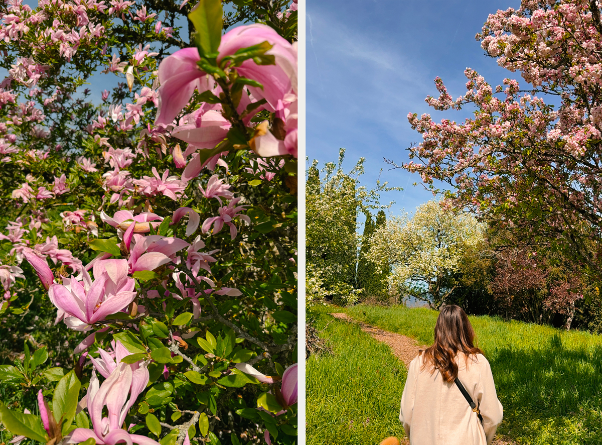 Magnolia dans l'arboretum d'Aubonne