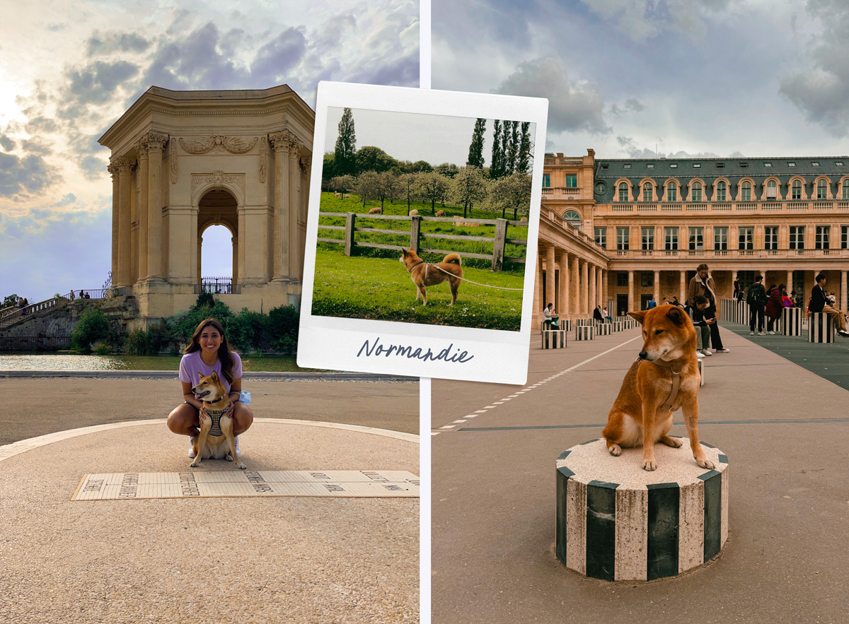 Normandie, Montpellier & Paris avec un chien