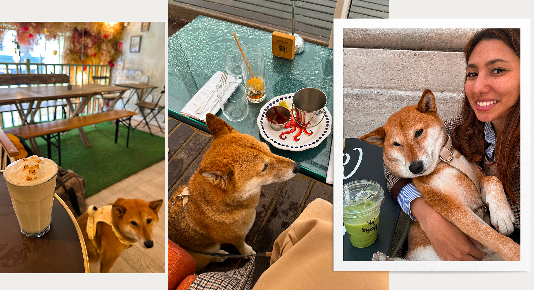 Les restaurants & cafés en France avec un chien