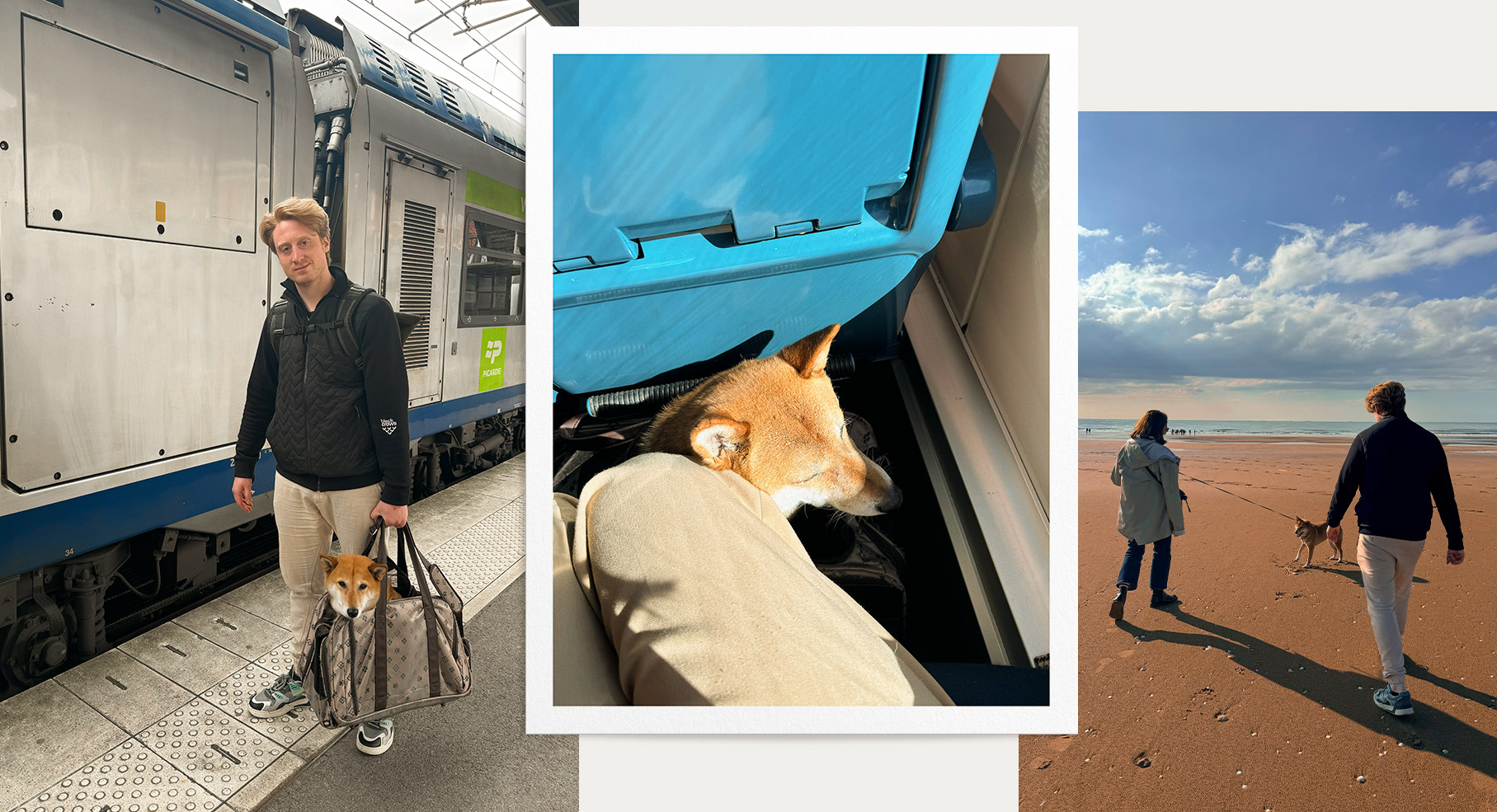 Train, bus & transport en commun avec un chien en France