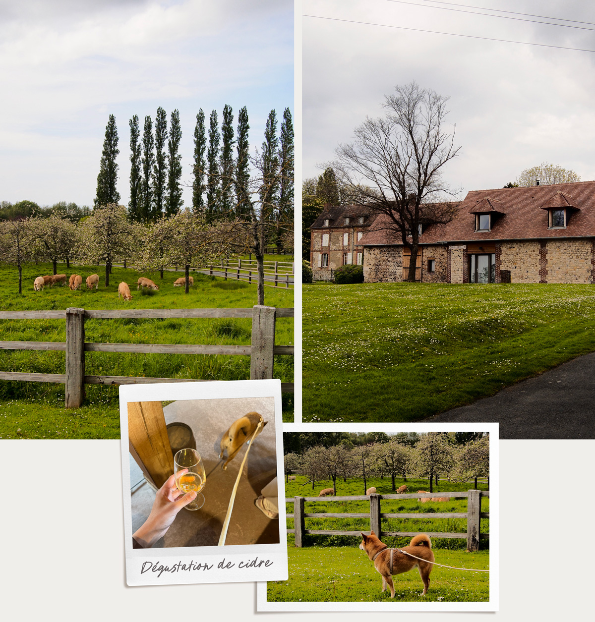 Dégustation de cidre & calvados au Manoir d'Appreval