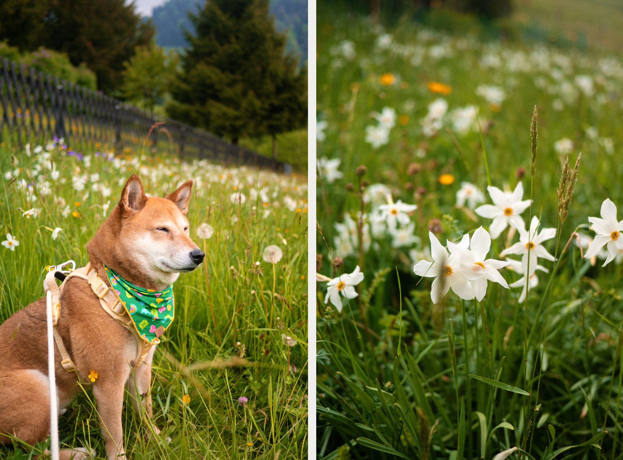 Les champs de Narcisses au mois de mai à montreux aux Avants