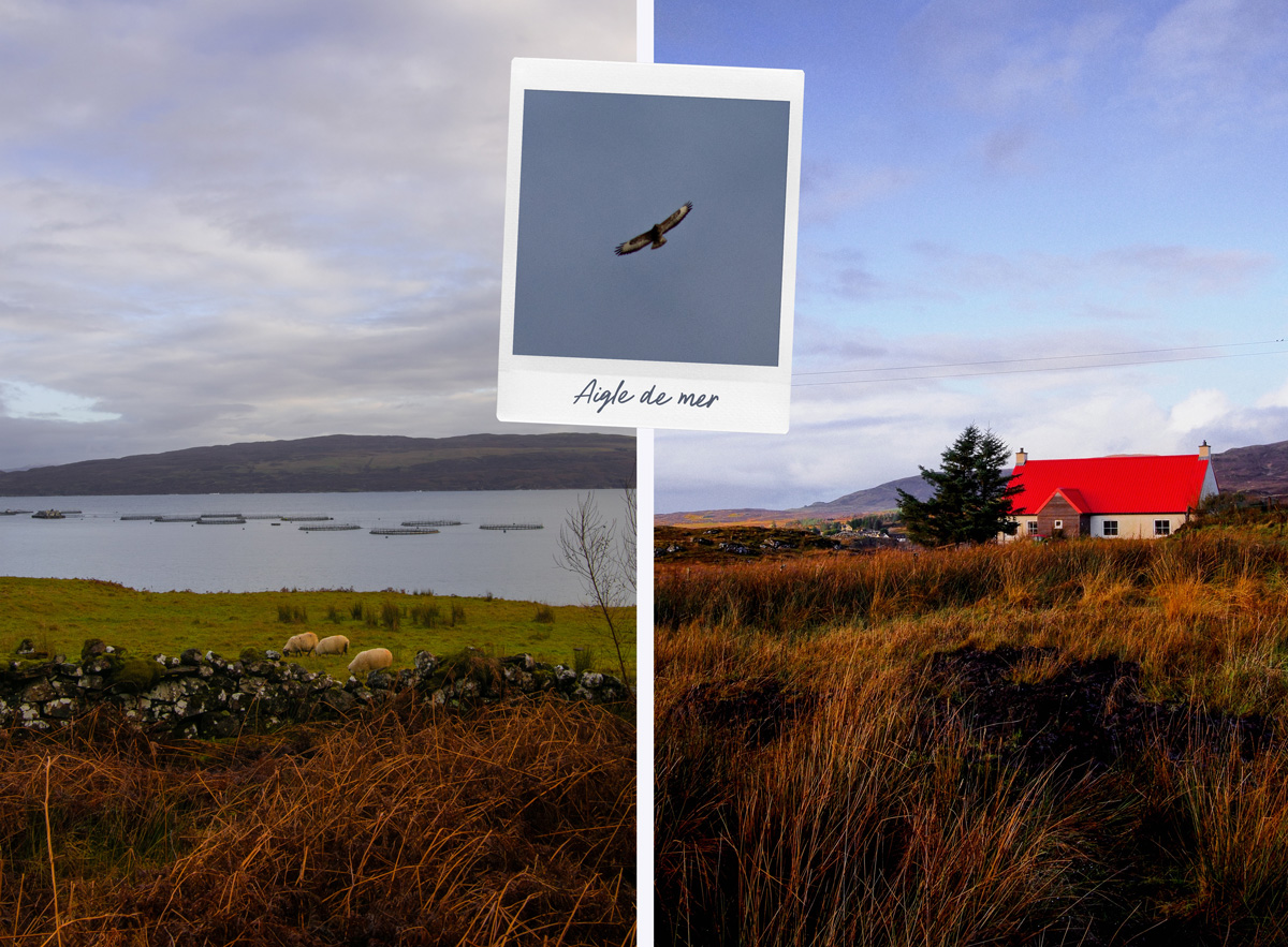 Aigle de mer & élevage de saumon au Scorrybreac trail