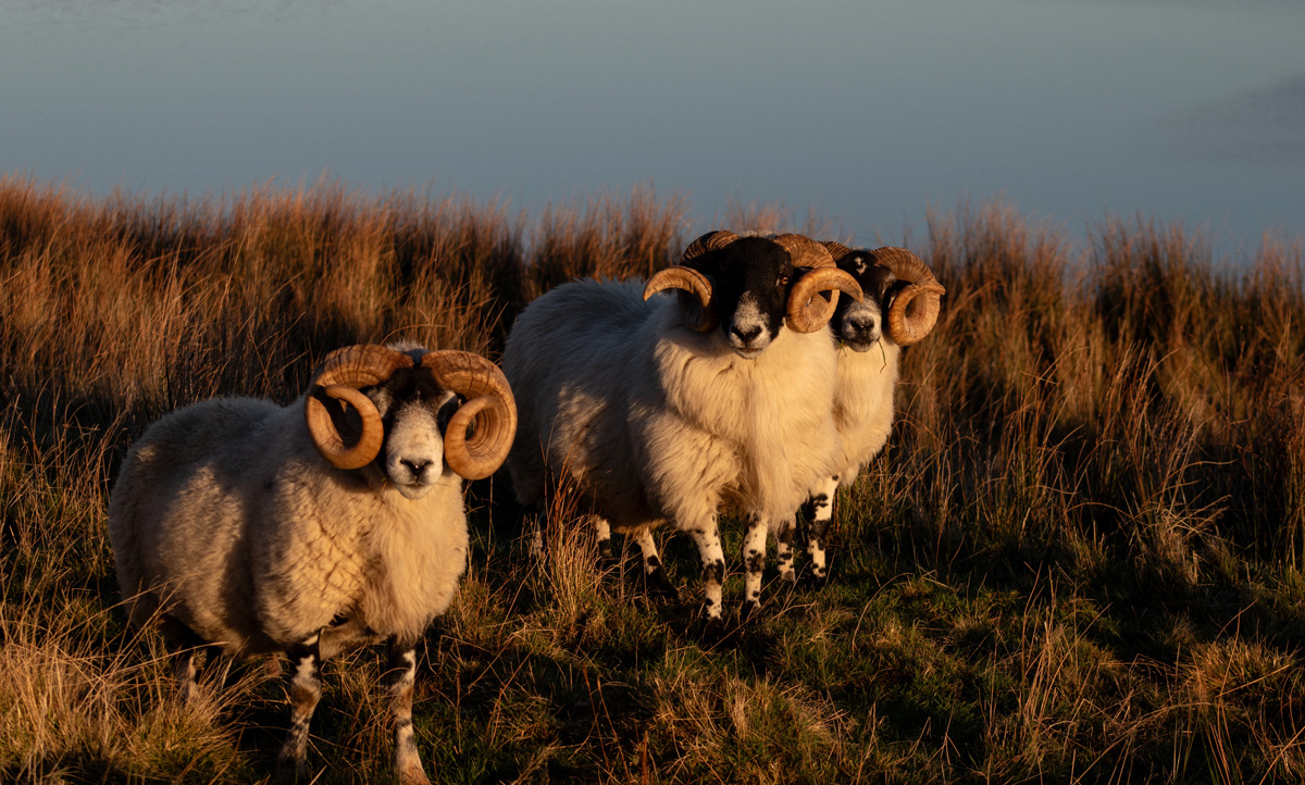 Bélier sur l'île de Skye