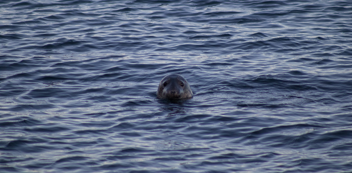 Phoque dans la baie du Brother's point