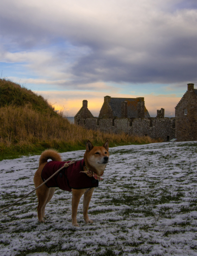 Se rendre en Ecosse avec un chien en transport en commun