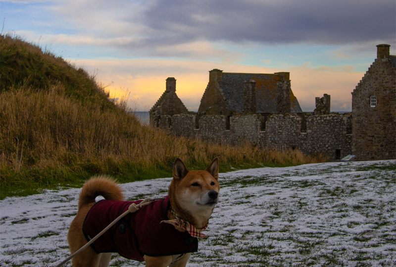 Se rendre en Ecosse avec un chien en transport en commun