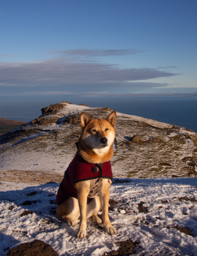 Se rendre en Ecosse en transport en commun avec un chien