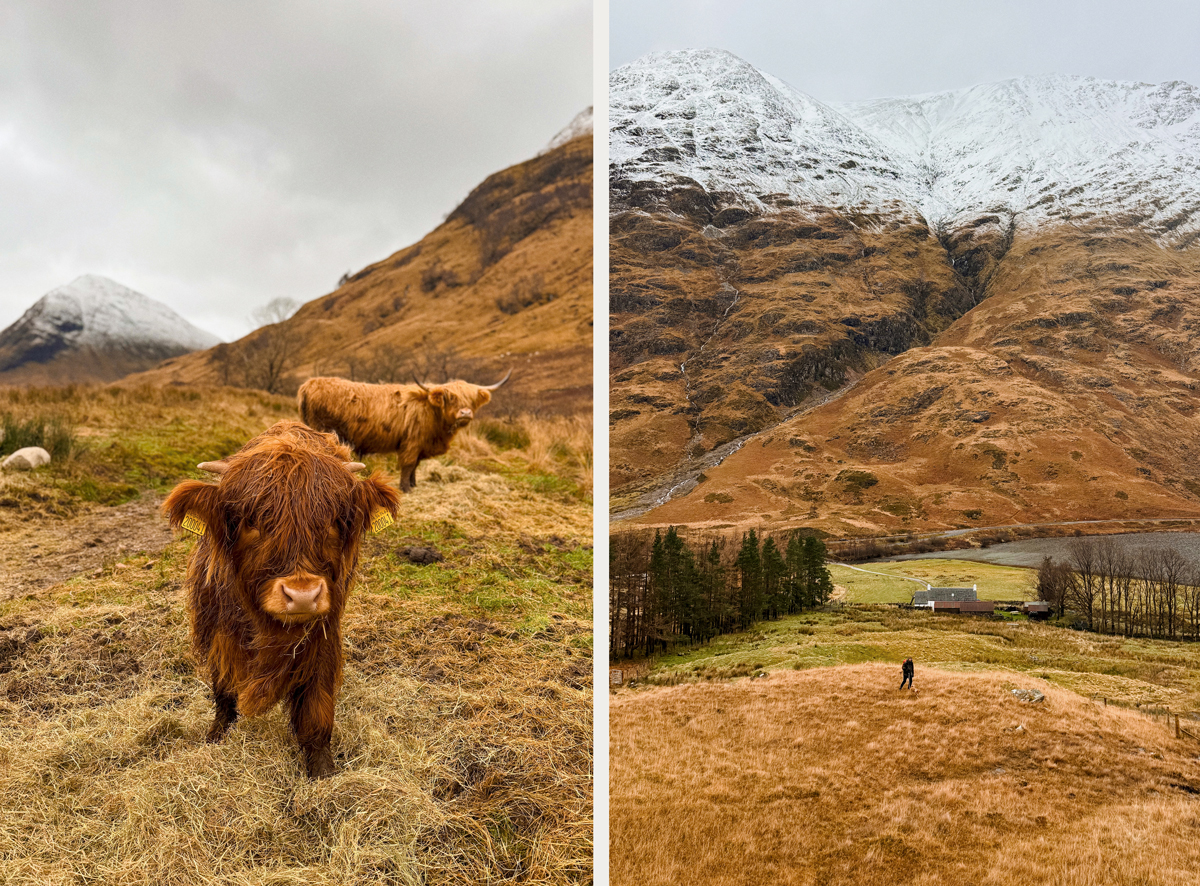 Highland cows au visitors center de Glencoe