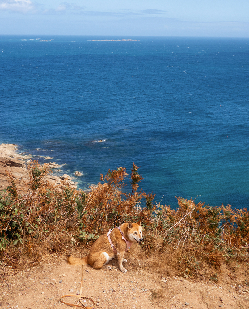 Visiter Jersey avec un chien: guide pratique